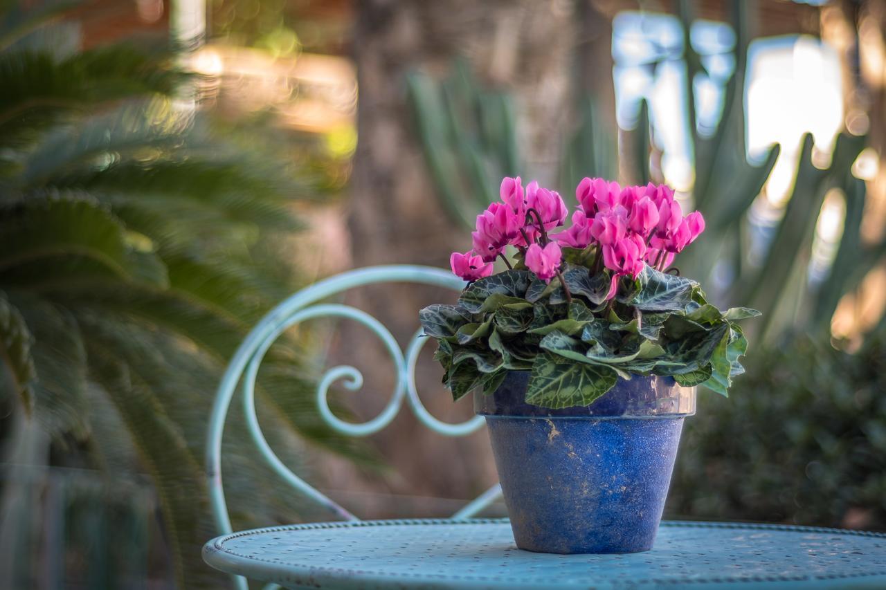Desert Bird Guest House Arad Exterior foto